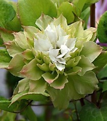 Сен но казе