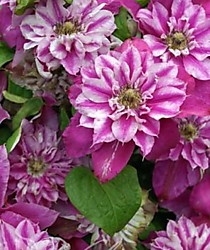 Май дарлинг